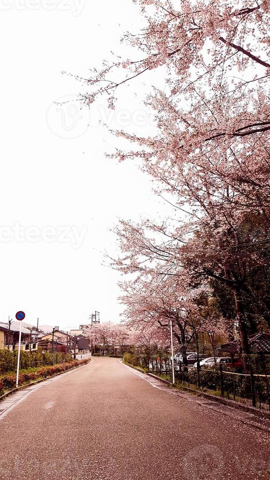 kers bloesems zijn bloeiend in een dorp in kyoto. foto