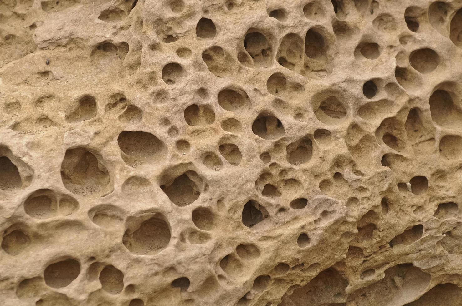 fossiel van onderwater- zee spons koraal rif foto