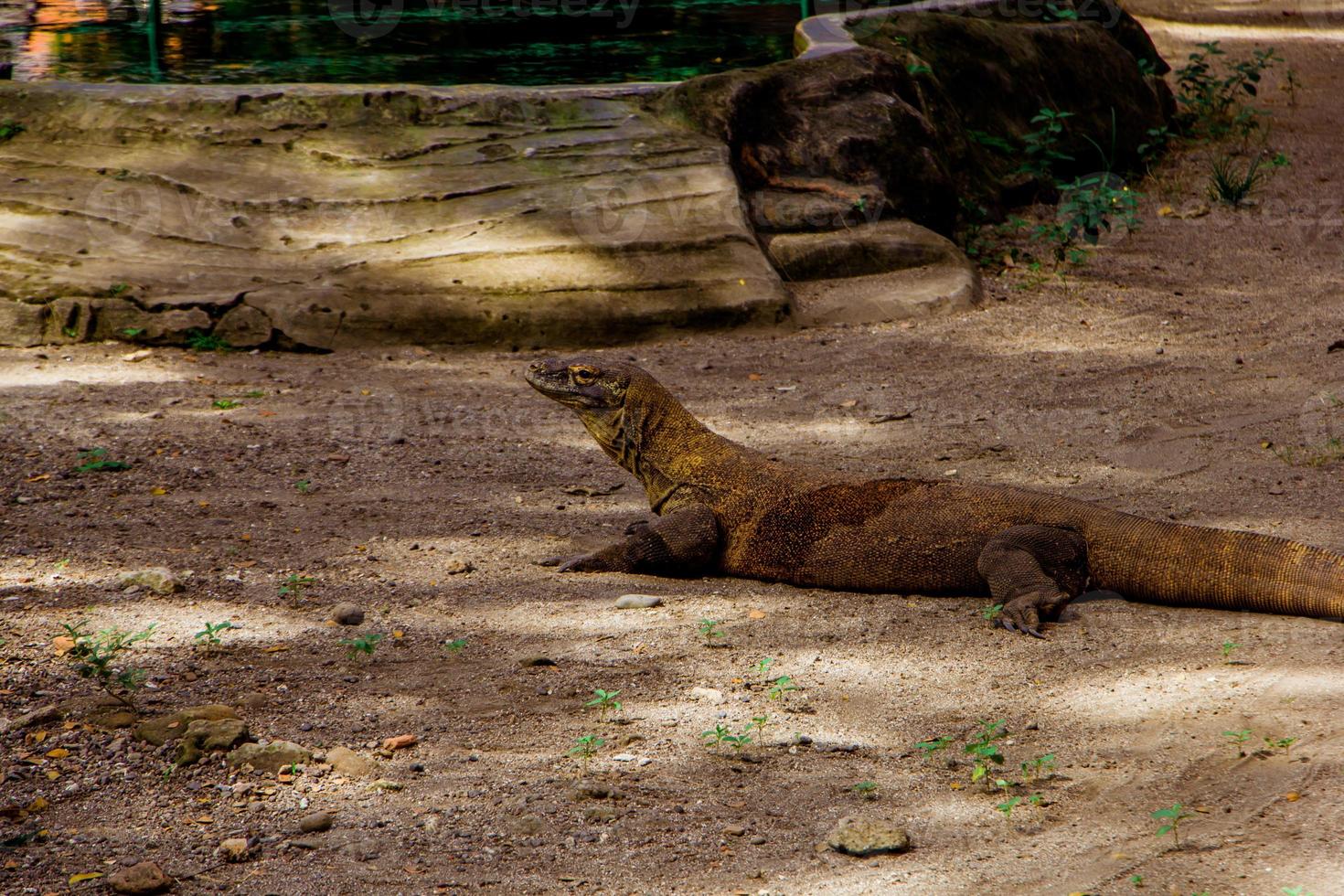 komodo draak. de grootste hagedis in de wereld. de komodo draak is een dier beschermde door de Indonesisch regering. foto