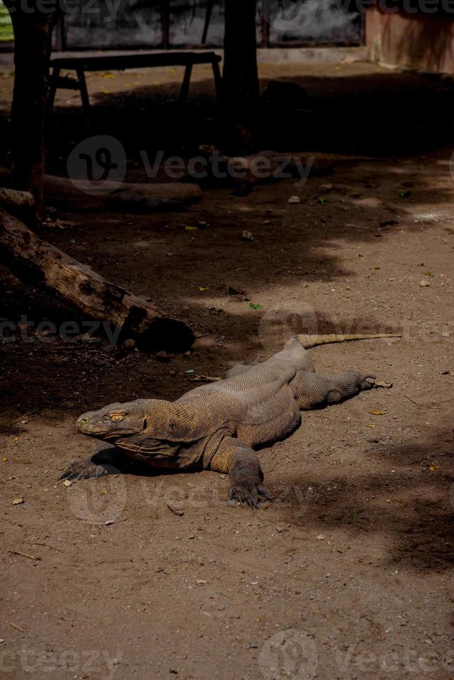 komodo draak. de grootste hagedis in de wereld. de komodo draak is een dier beschermde door de Indonesisch regering. foto