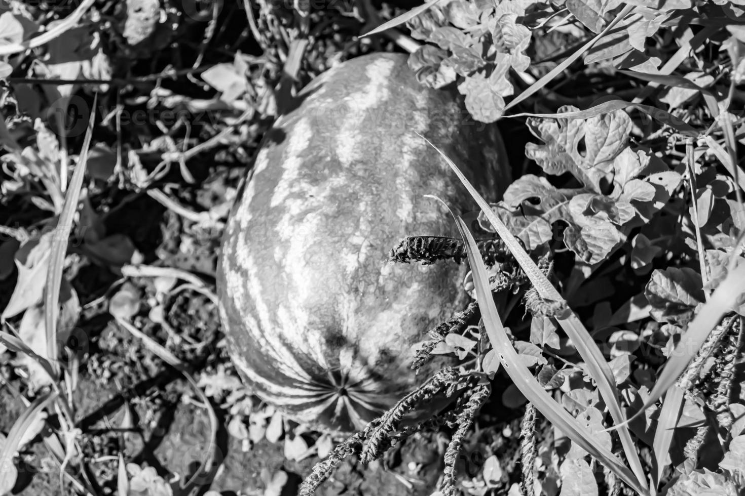 fotografie Aan thema mooi klein fruit watermeloen foto