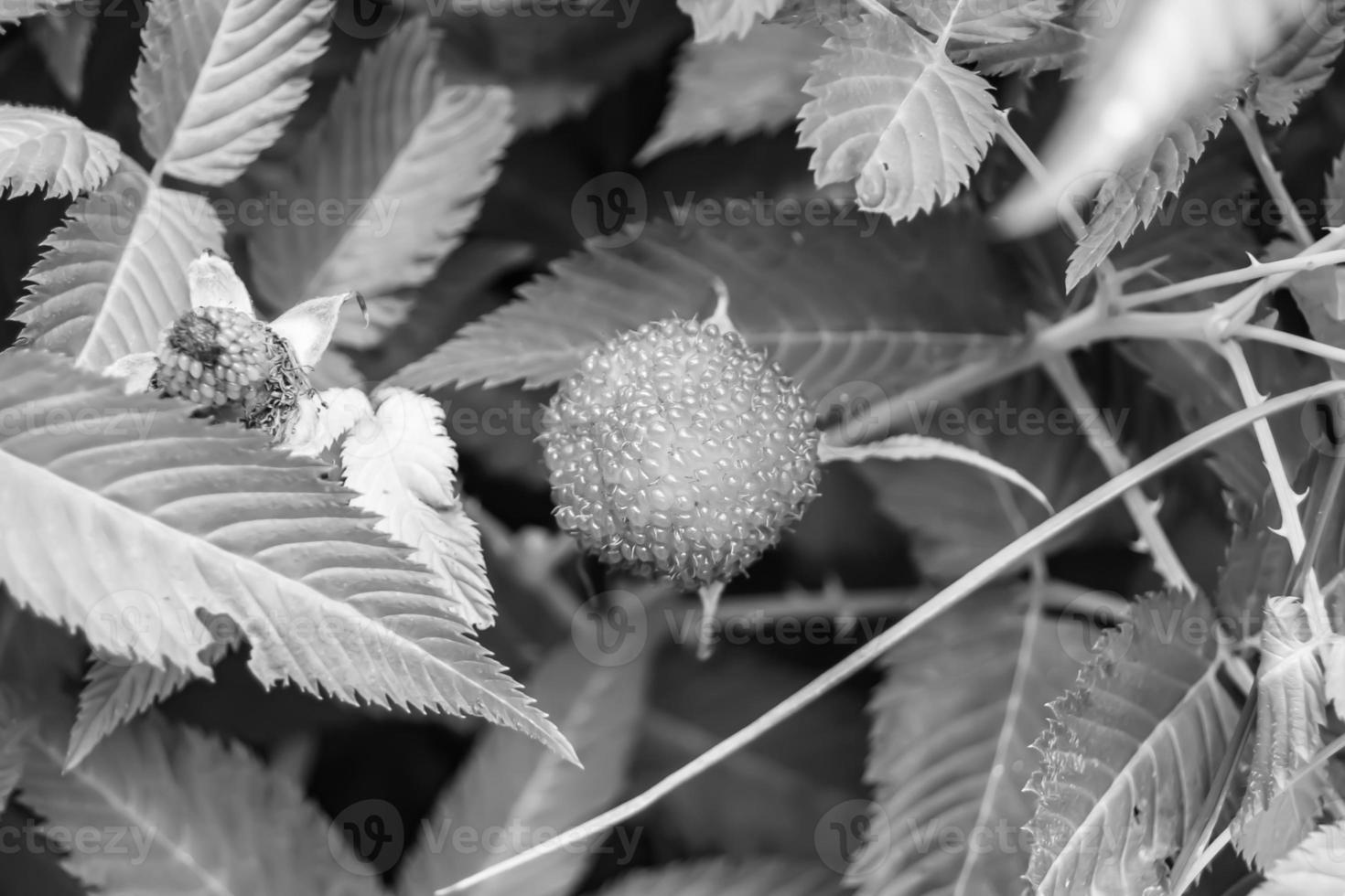 mooi BES Afdeling Japans aardbei struik foto