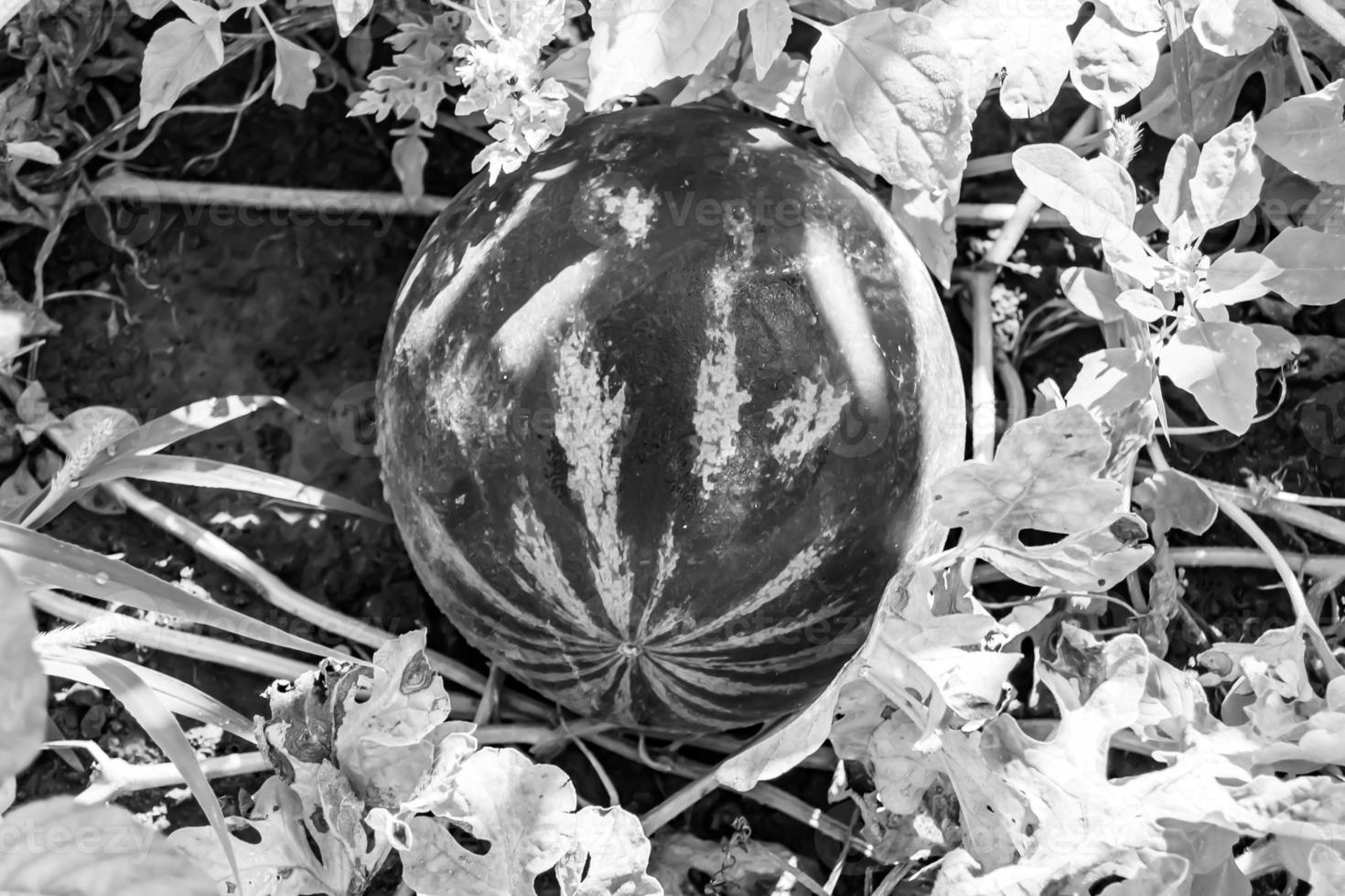 fotografie Aan thema mooi klein fruit watermeloen foto