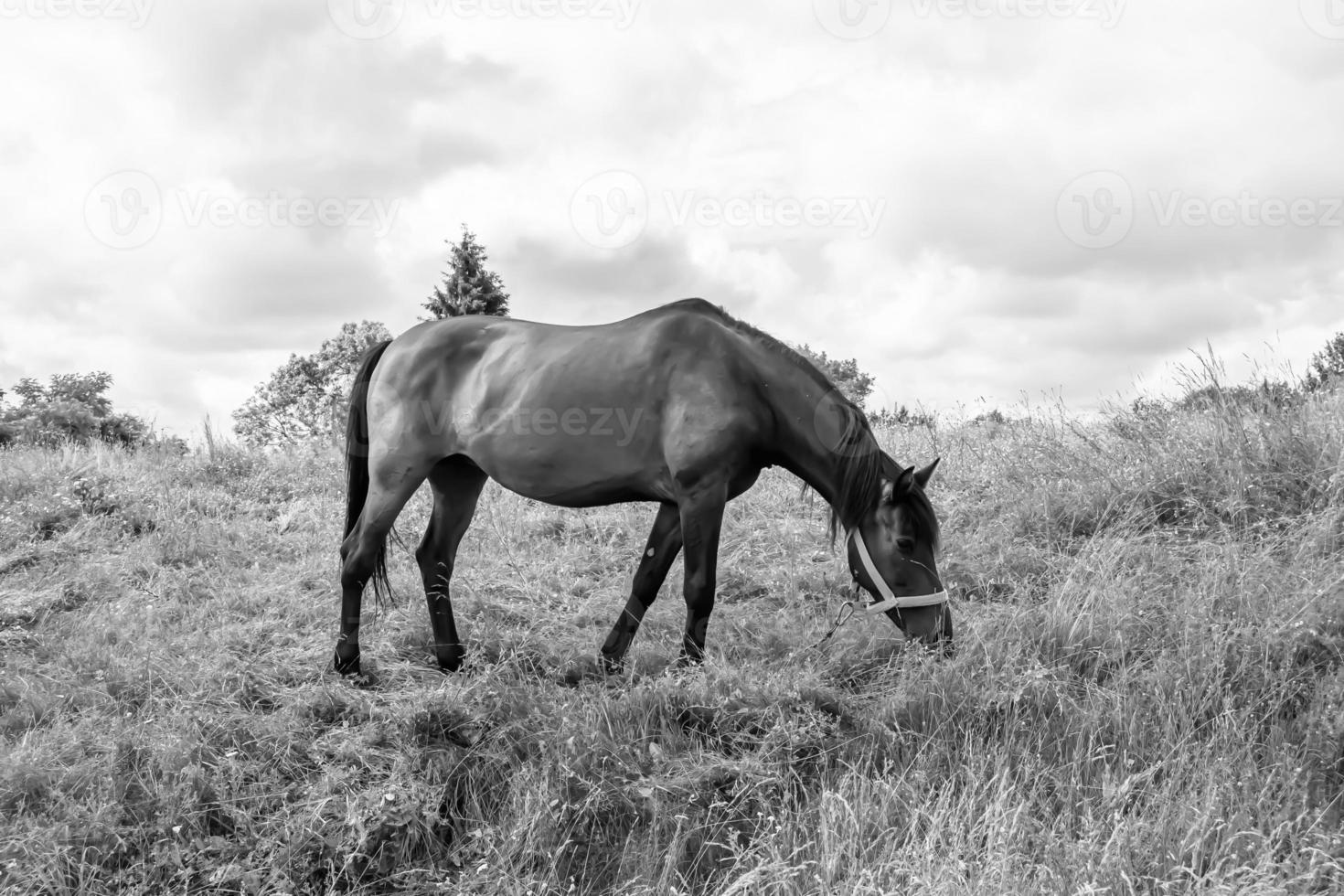 mooi wild paard hengst Aan zomer bloem weide foto