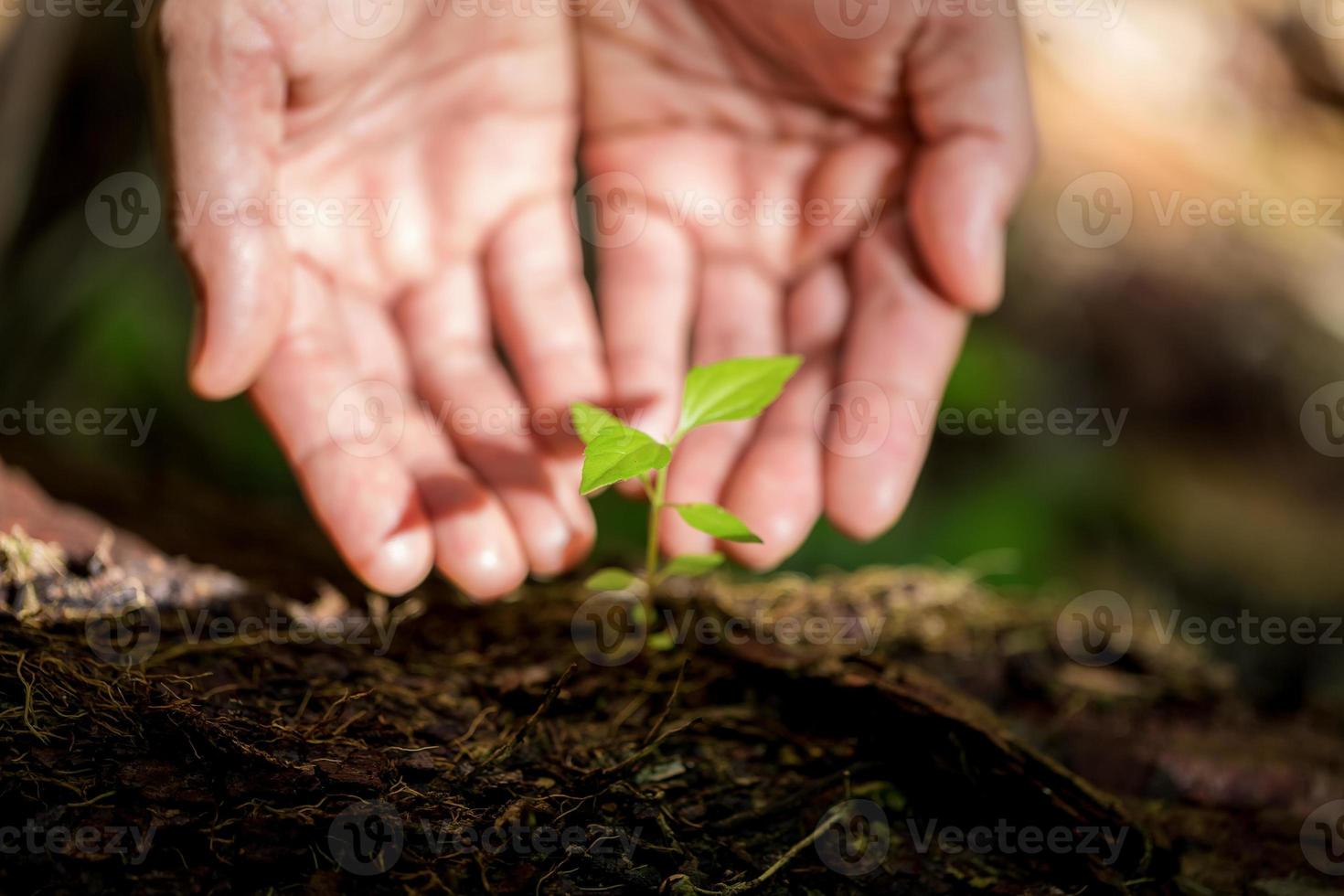 vuil handen zorg fabriek bomen in de aarde Aan wereld milieu dag. jong klein groen nieuw leven groei Aan bodem in ecologie natuur. menselijk persoon toenemen zaailingen en beschermen in tuin. landbouw concept foto