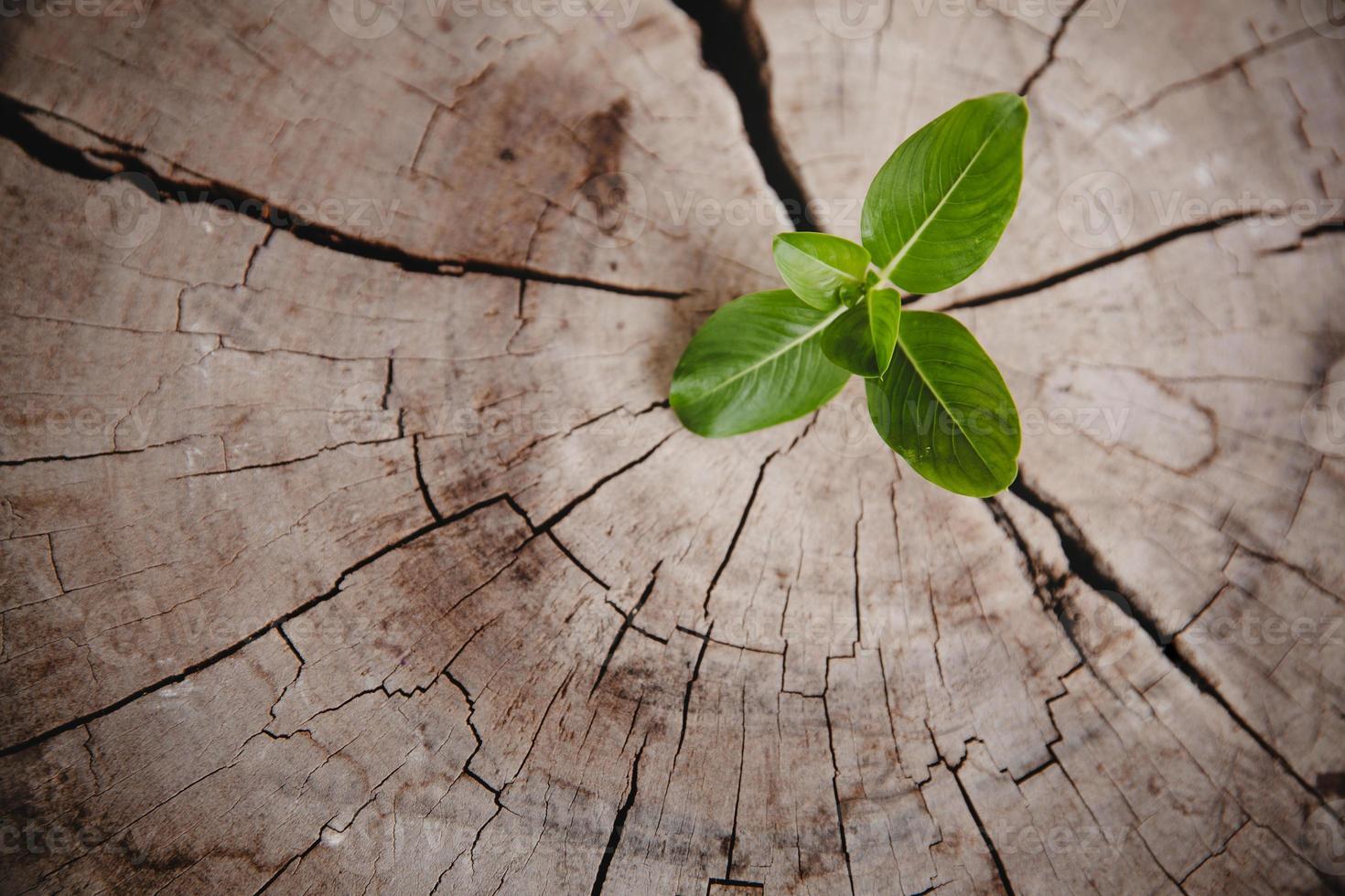 detailopname boom nieuw leven groei ring. sterk groen fabriek blad groeit Aan oud hout stomp. hoop voor een nieuw leven in toekomst natuurlijk omgeving, vernieuwing met bedrijf ontwikkeling en eco symbolisch concept. foto