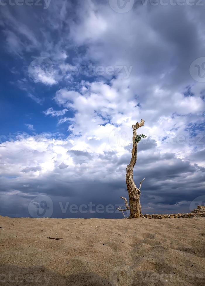 dood boom Aan blauw lucht achtergrond.kunst achtergrond voor verdrietig, dood, alleen, hopeloos, en wanhoop. eenzaam dood achtergrond. foto