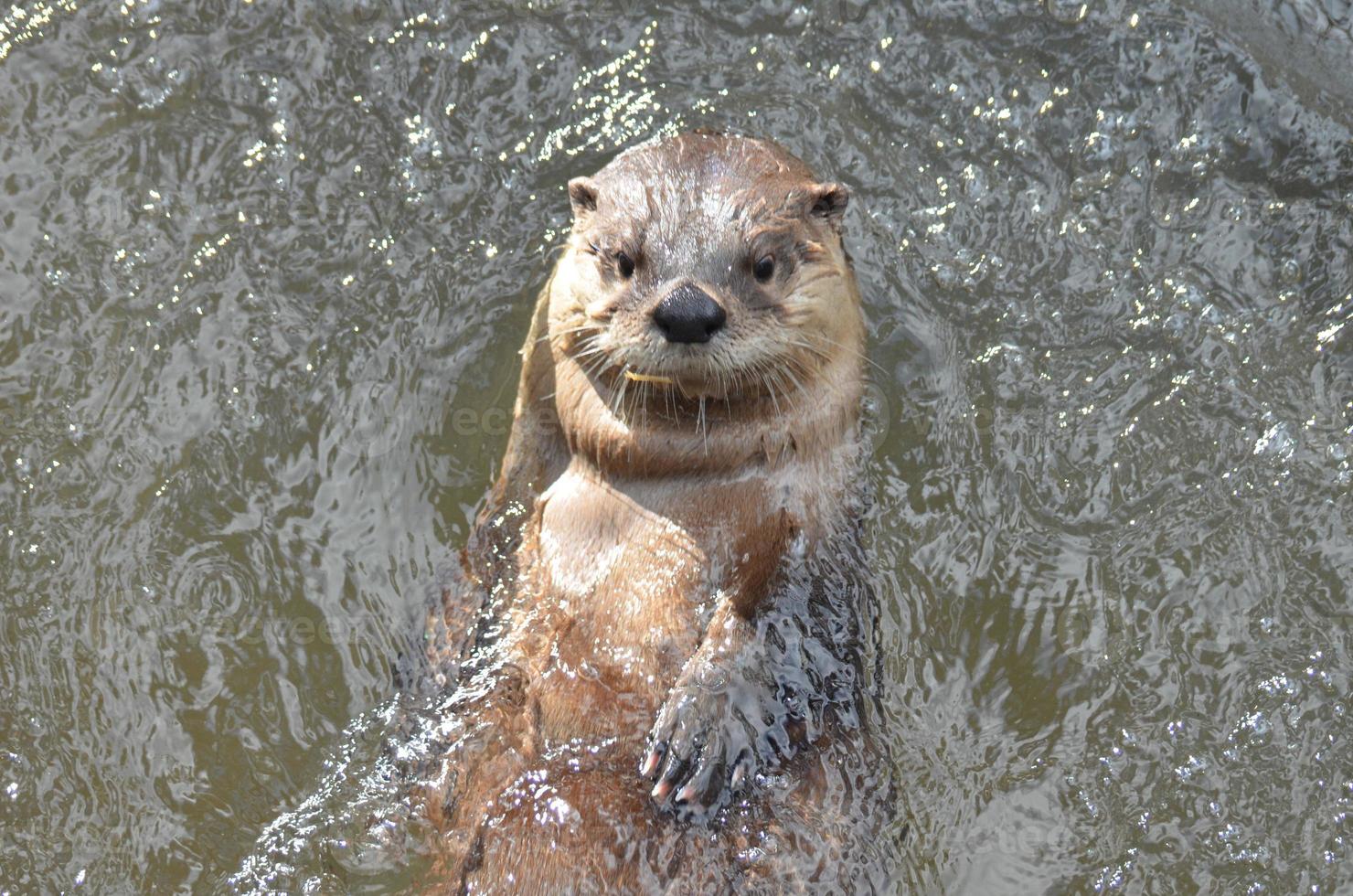 super schattig rivier- Otter drijvend in een rivier- foto