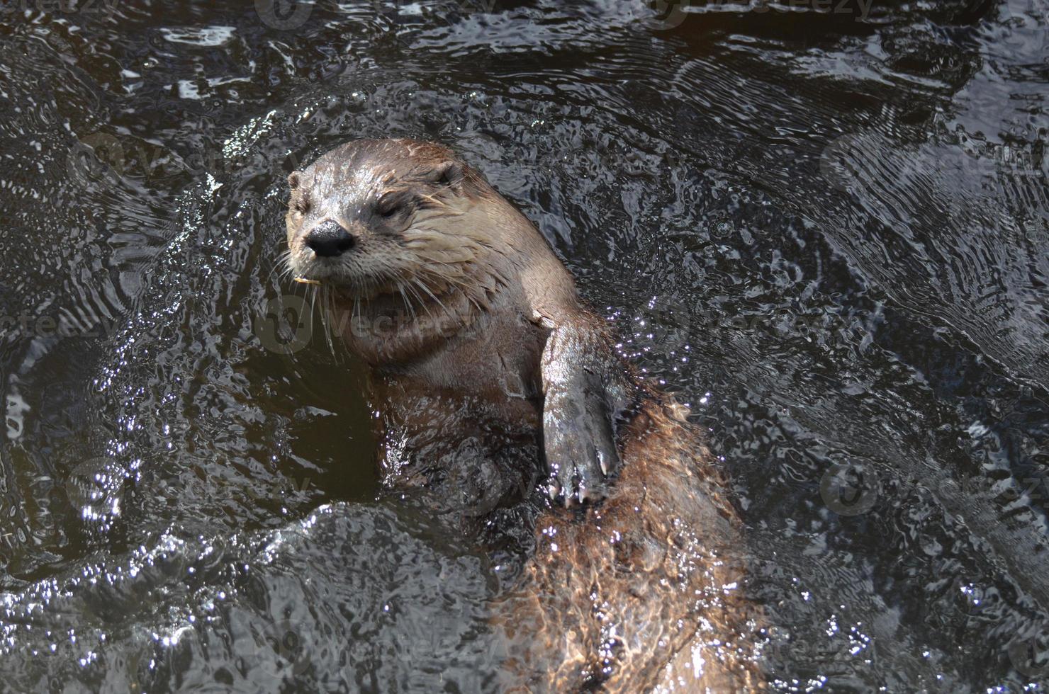 rivier- Otter rollend Aan naar zijn terug in de rivier- foto