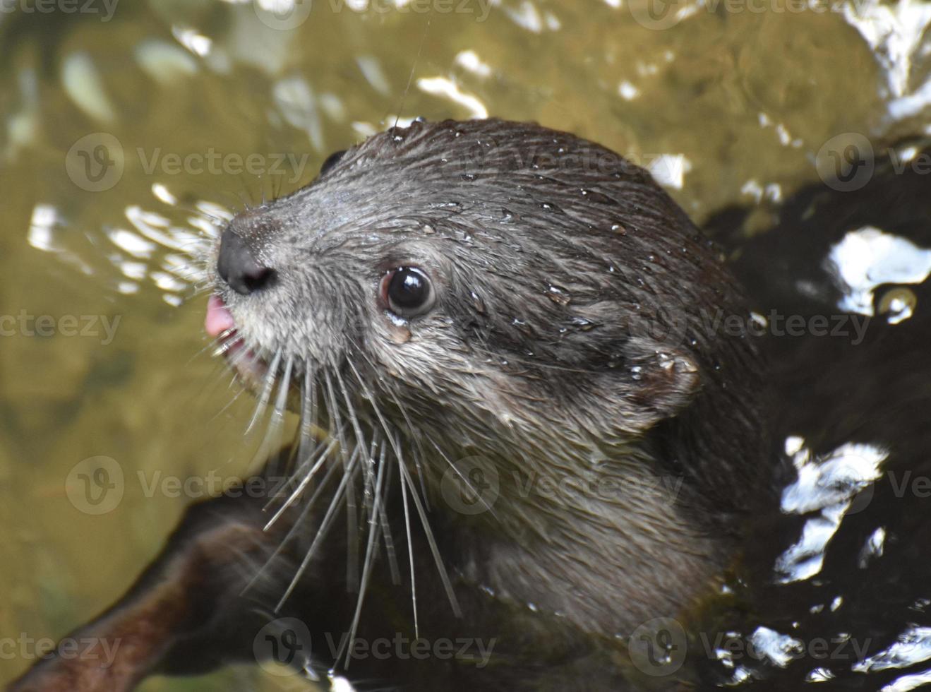 weinig roze tong plakken uit van de rivier- otter's mond foto