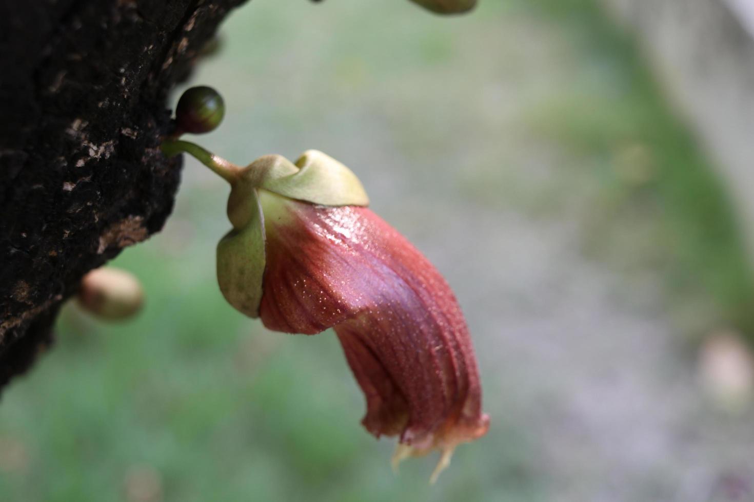 bruin bloem van kalebas boom Aan schors en vervagen achtergrond. foto