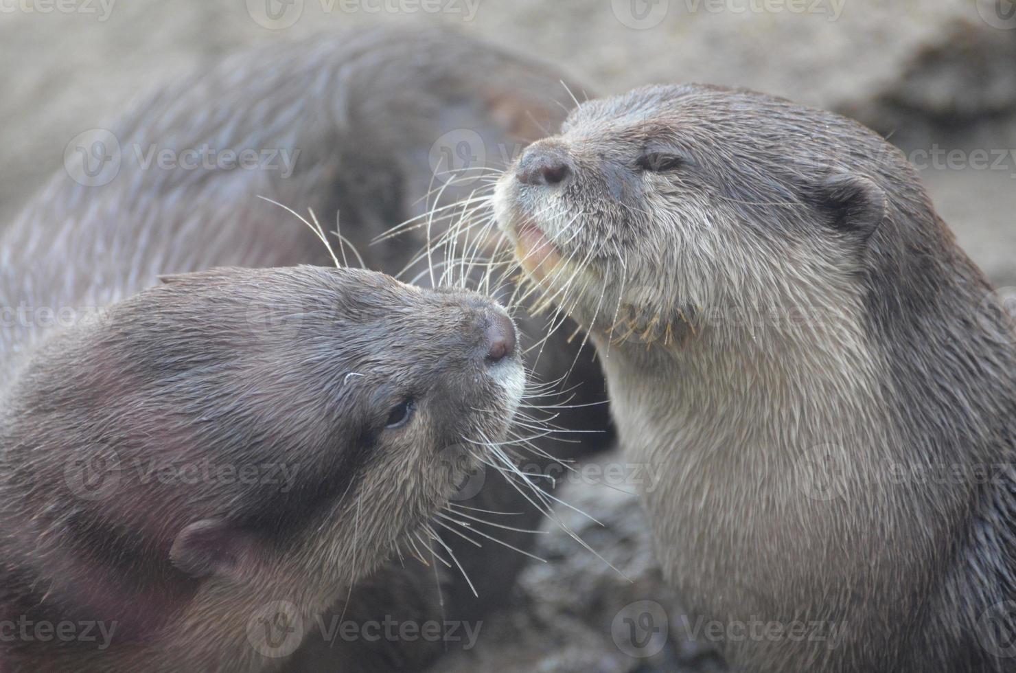 paar- van rivier- otters knuffelen en tonen genegenheid foto