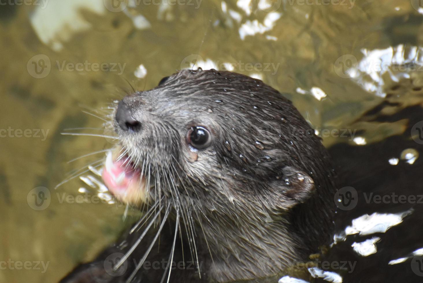 huilen rivier- Otter met zijn mond Open in een rivier- foto