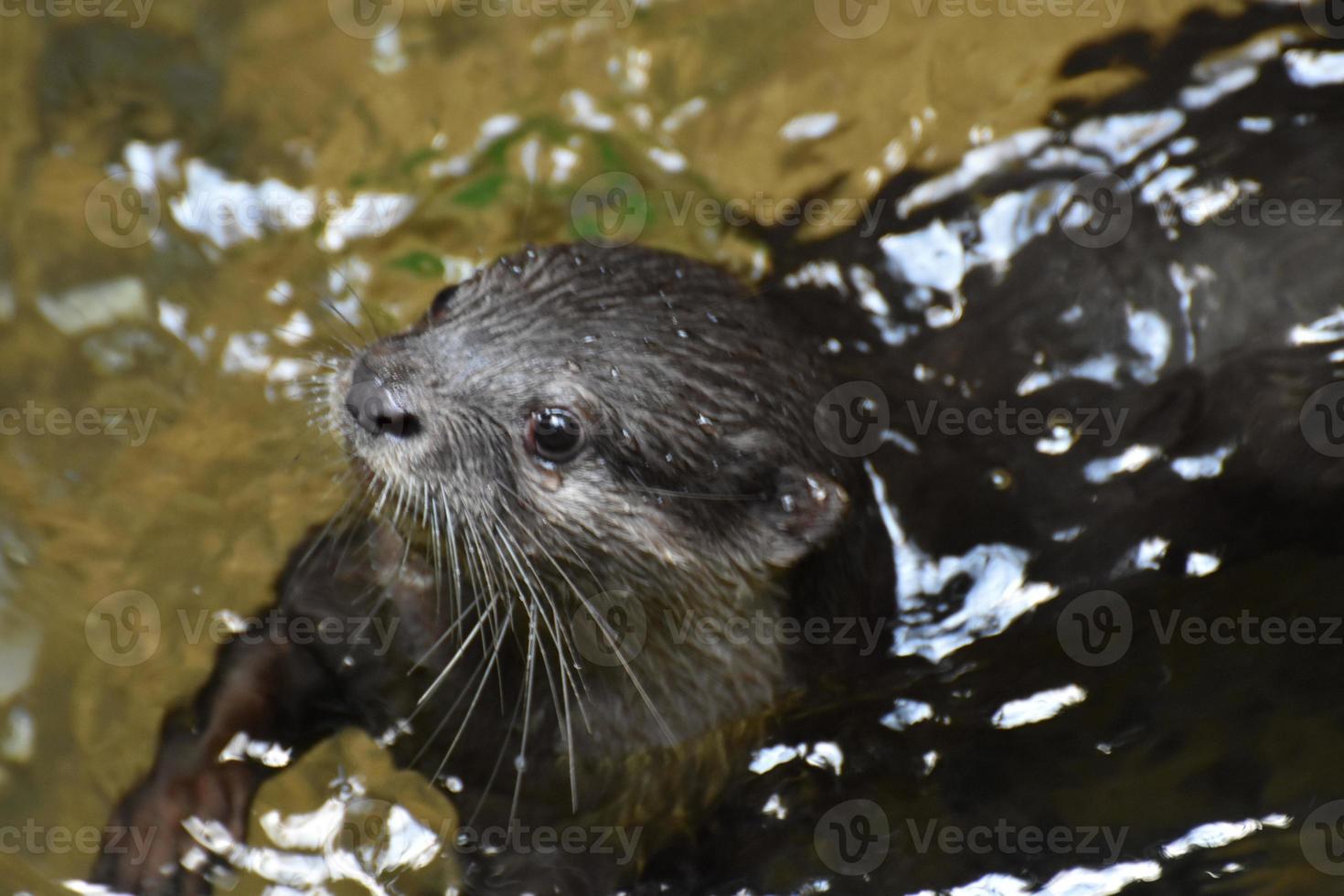 werkelijk schattig gezicht van een rivier- Otter pieken omhoog foto