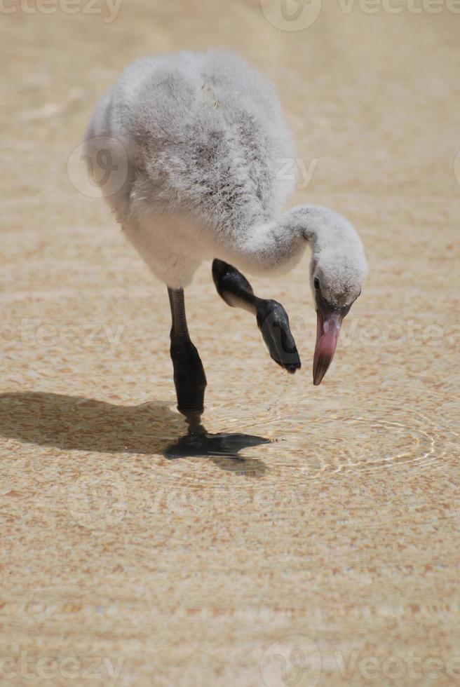 aanbiddelijk baby flamingo kuiken foto