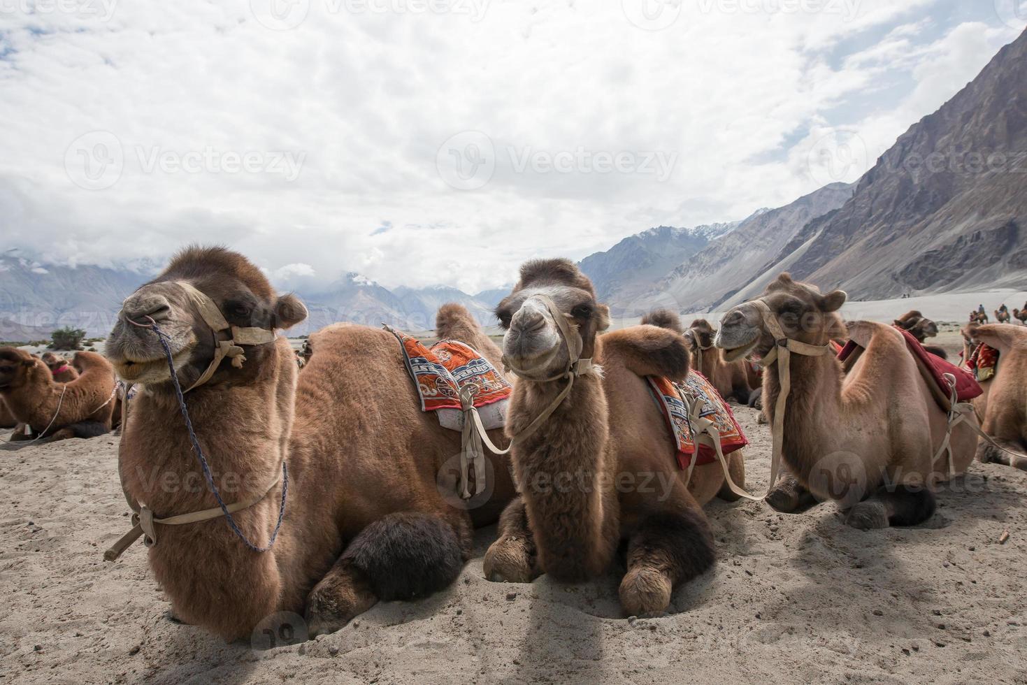 kamelen in de woestijn foto