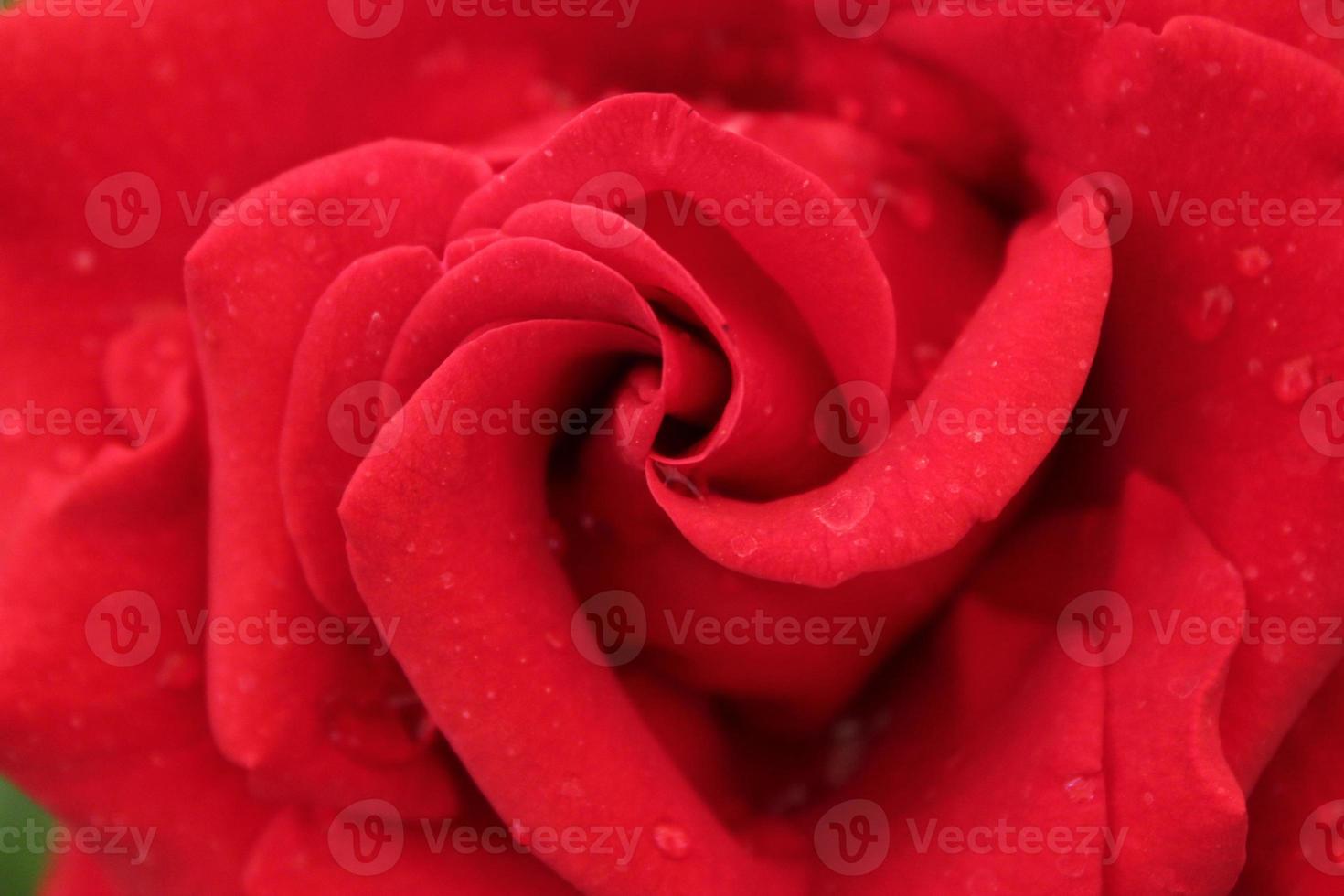 dichtbij omhoog van een roos bloem, roos, roos bloem, rood roos, roze roos foto