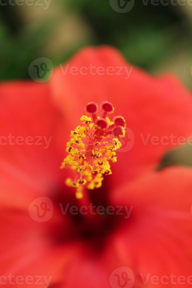 China roos bloem, China roos, Japans roos bloem, rood China roos foto