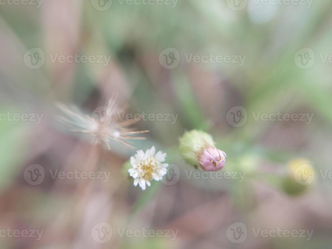 kleurrijk herfst bloemen in de herfst tuin foto