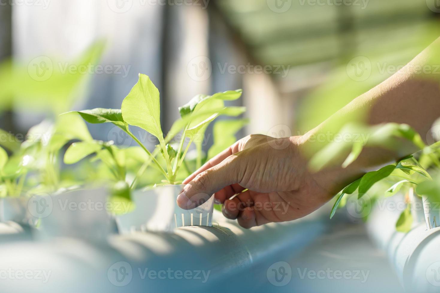 hydrocultuur, biologisch vers geoogst groenten, boeren handen Holding vers groenten. foto