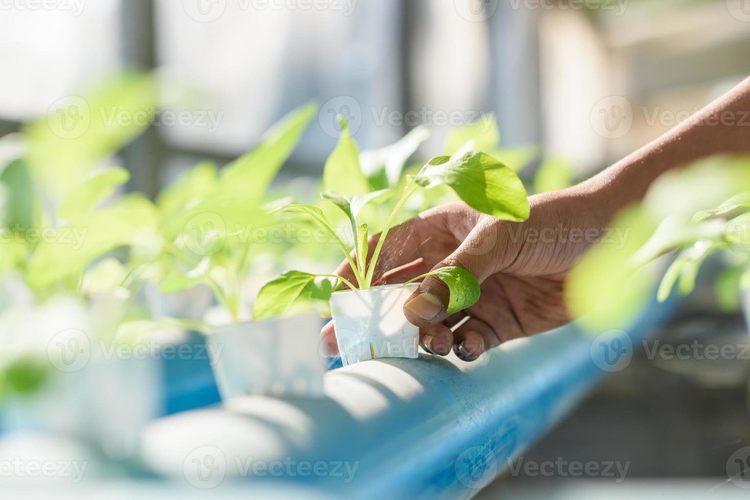 hydrocultuur, biologisch vers geoogst groenten, boeren handen Holding vers groenten. foto