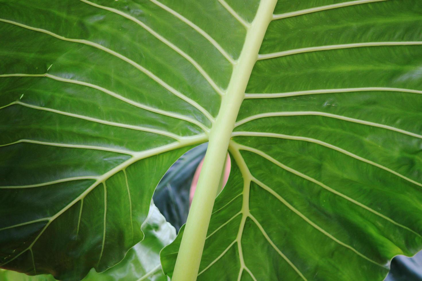 reusachtig alocasia blad. foto