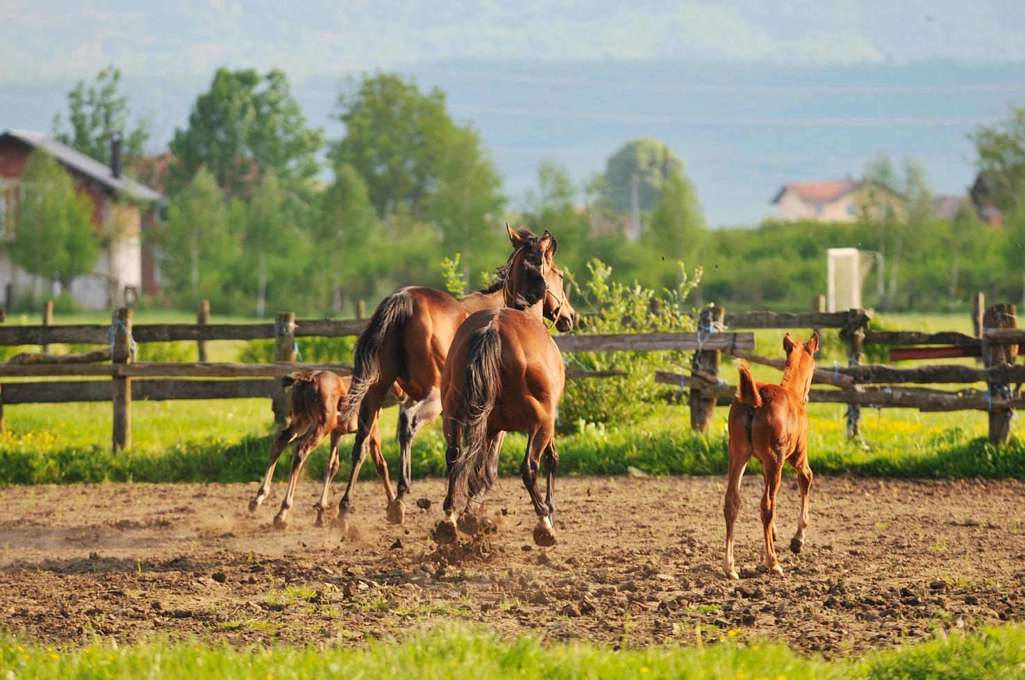 paarden in veld- foto