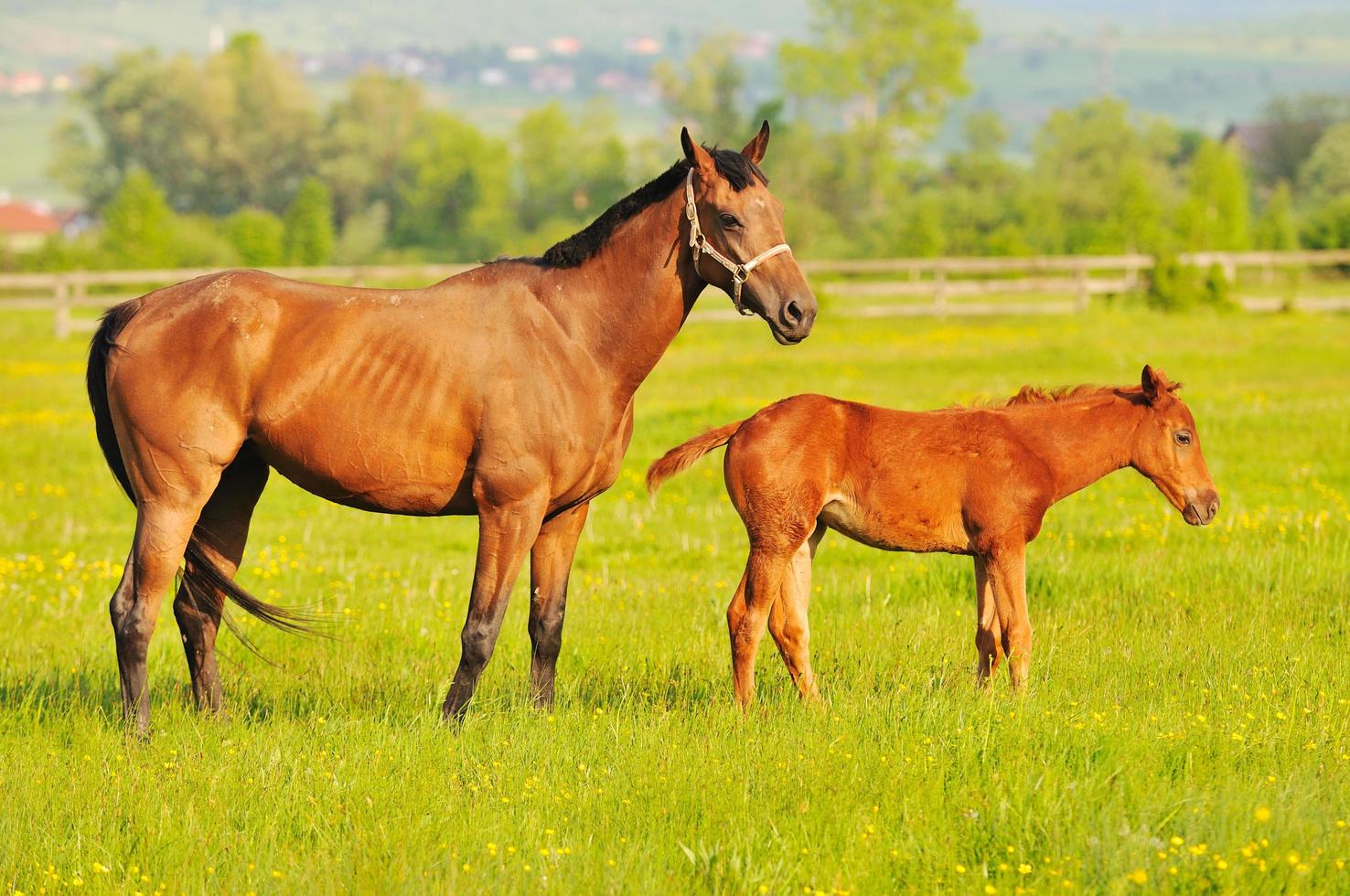 paarden in veld- foto