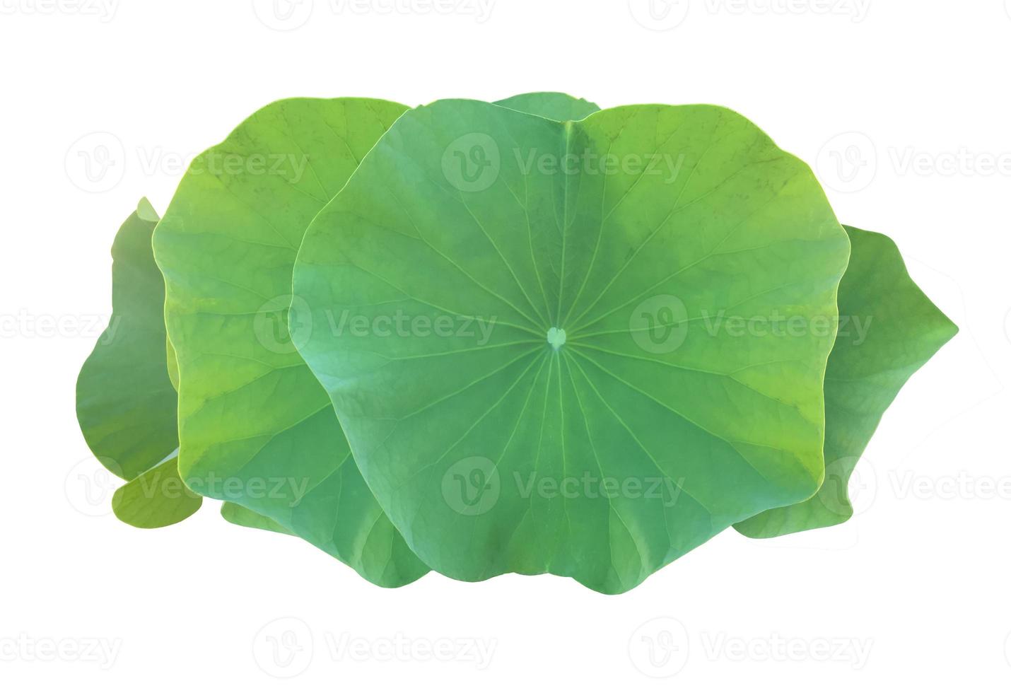 geïsoleerde waterlelie of lotus planten met uitknippaden. foto