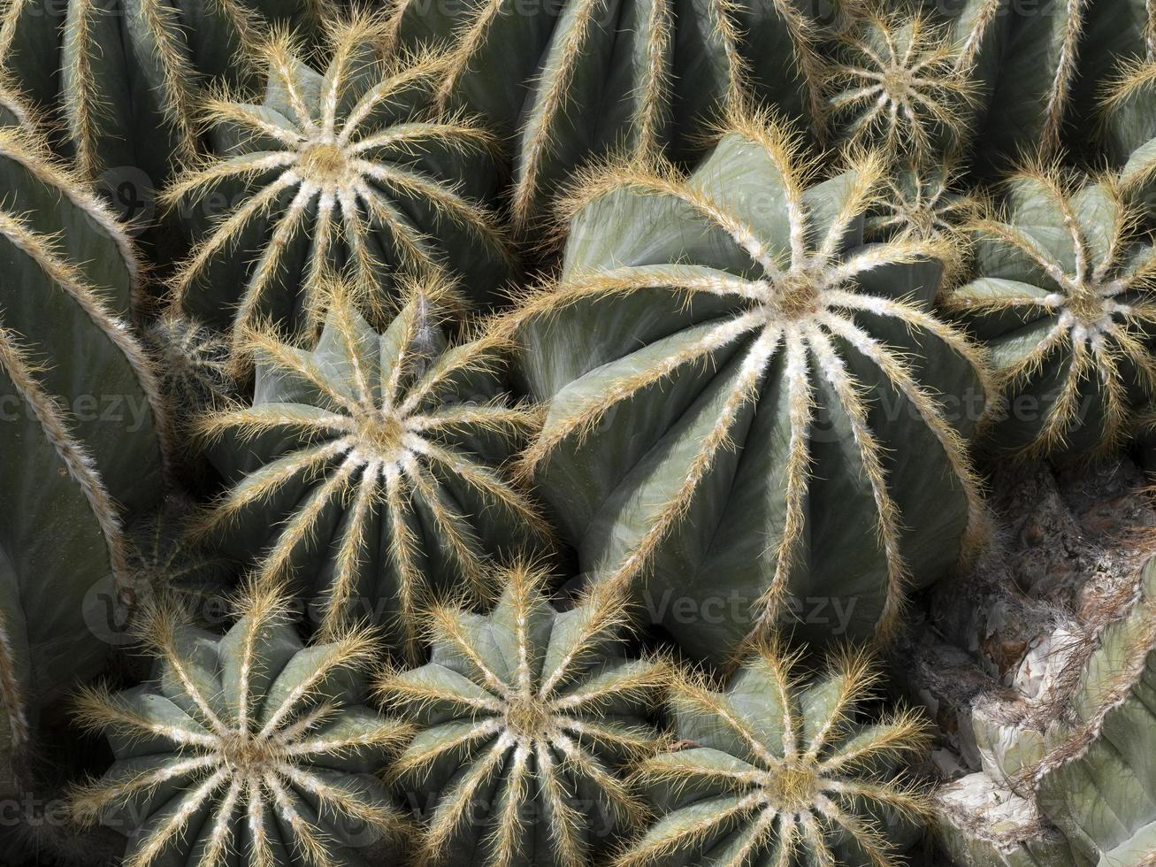 cactus dichtbij omhoog detail foto