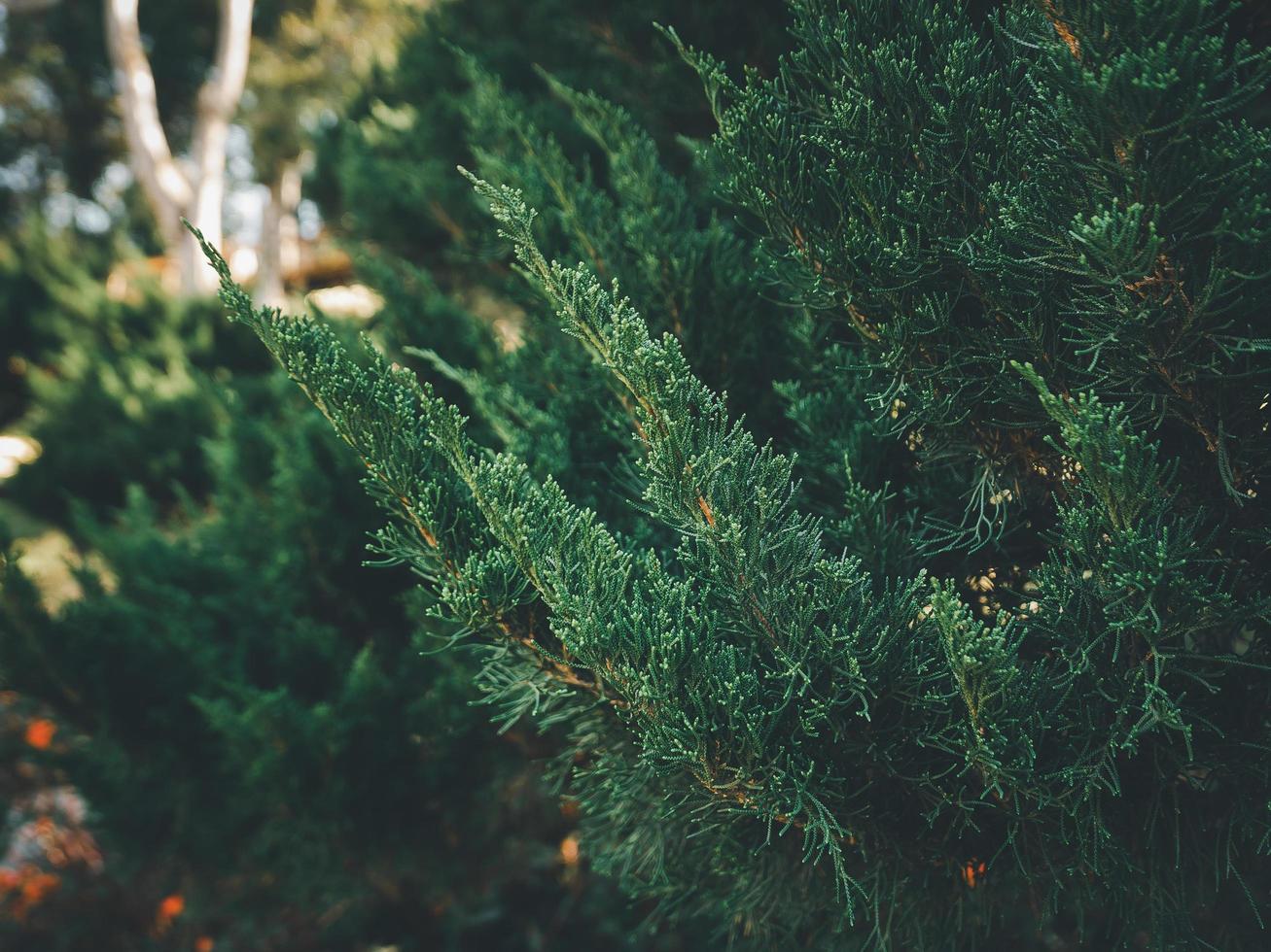 natuur van groen blad in mooi tuin. tropisch Woud ecologie en natuurlijk groen achtergrond. natuurlijk groen bladeren planten achtergrond Hoes bladzijde milieu ecologie of groen behang concept foto