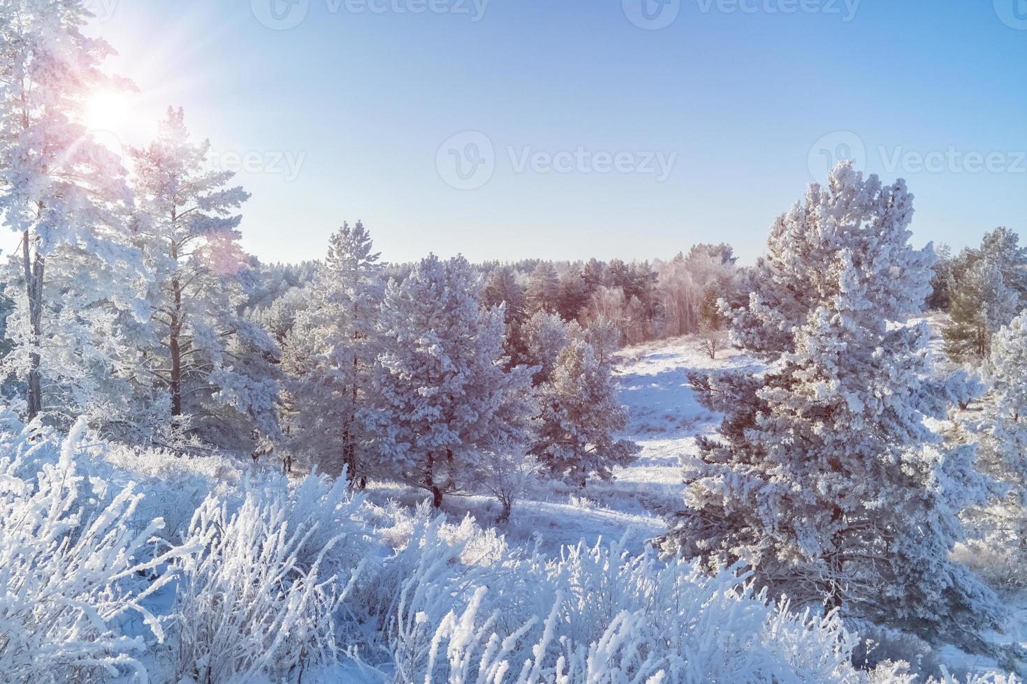 mooi winter landschap in Doorzichtig het weer. foto