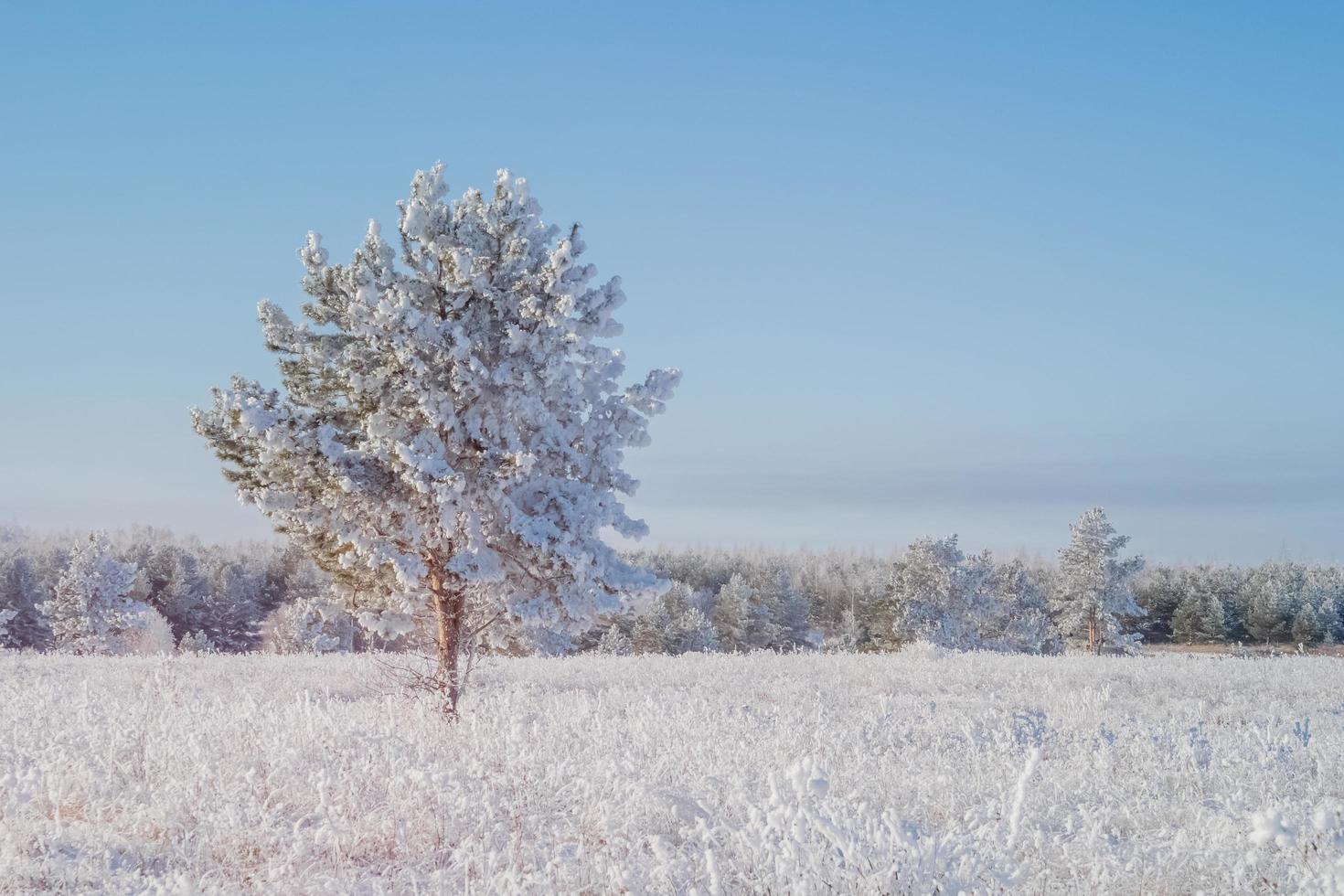 winter landschap met een jong pijnboom boom gedekt met eerste sneeuw. foto