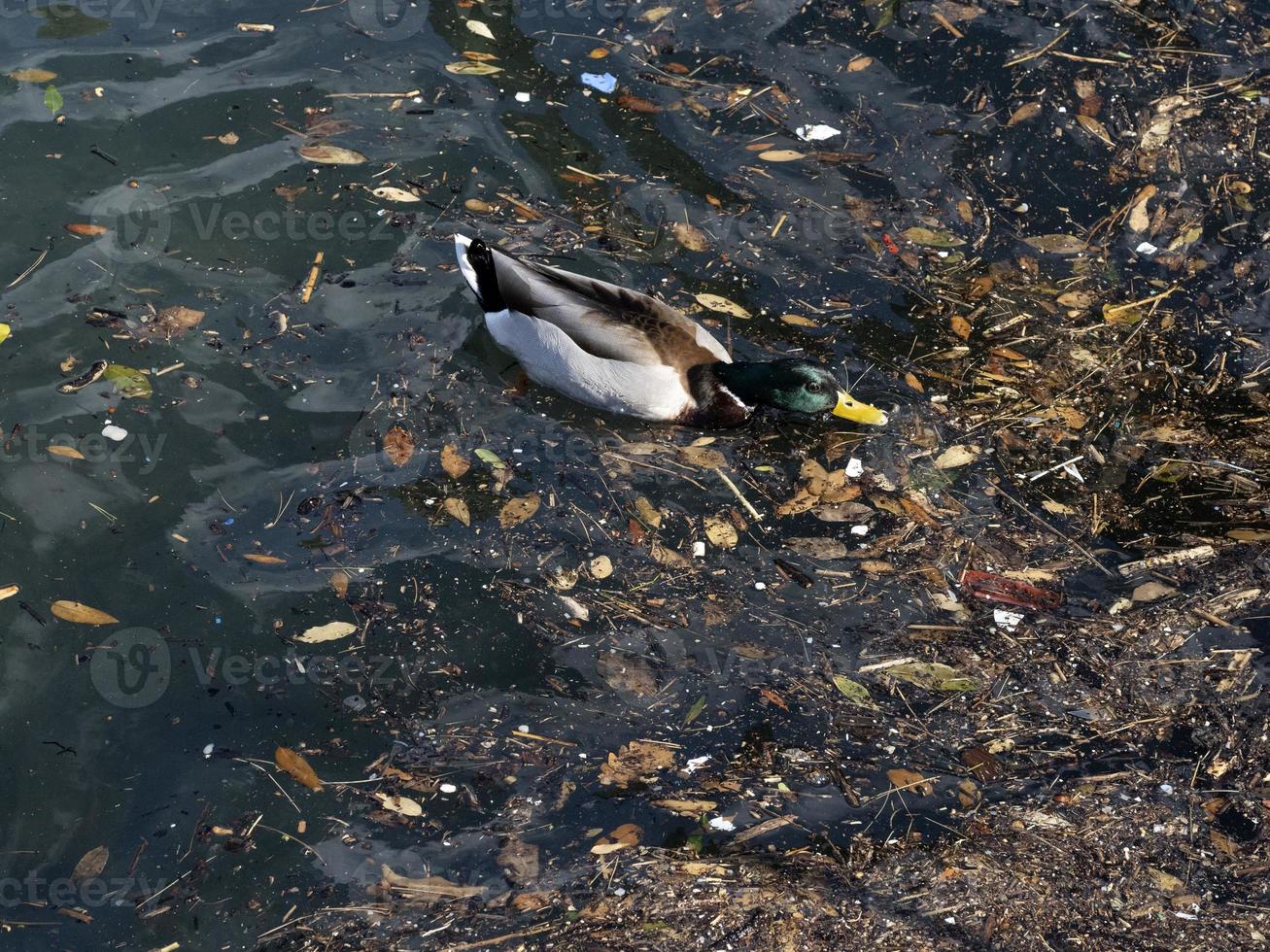 wild eend zwemmen in plastic onzin vuilnis zee foto