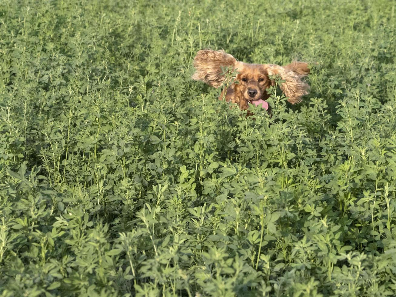 gelukkig hond cocker spanje in de groen gras veld- foto