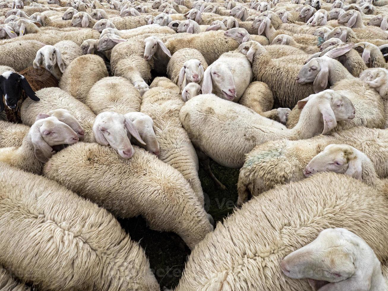 schapen kudde in dolomieten berg foto