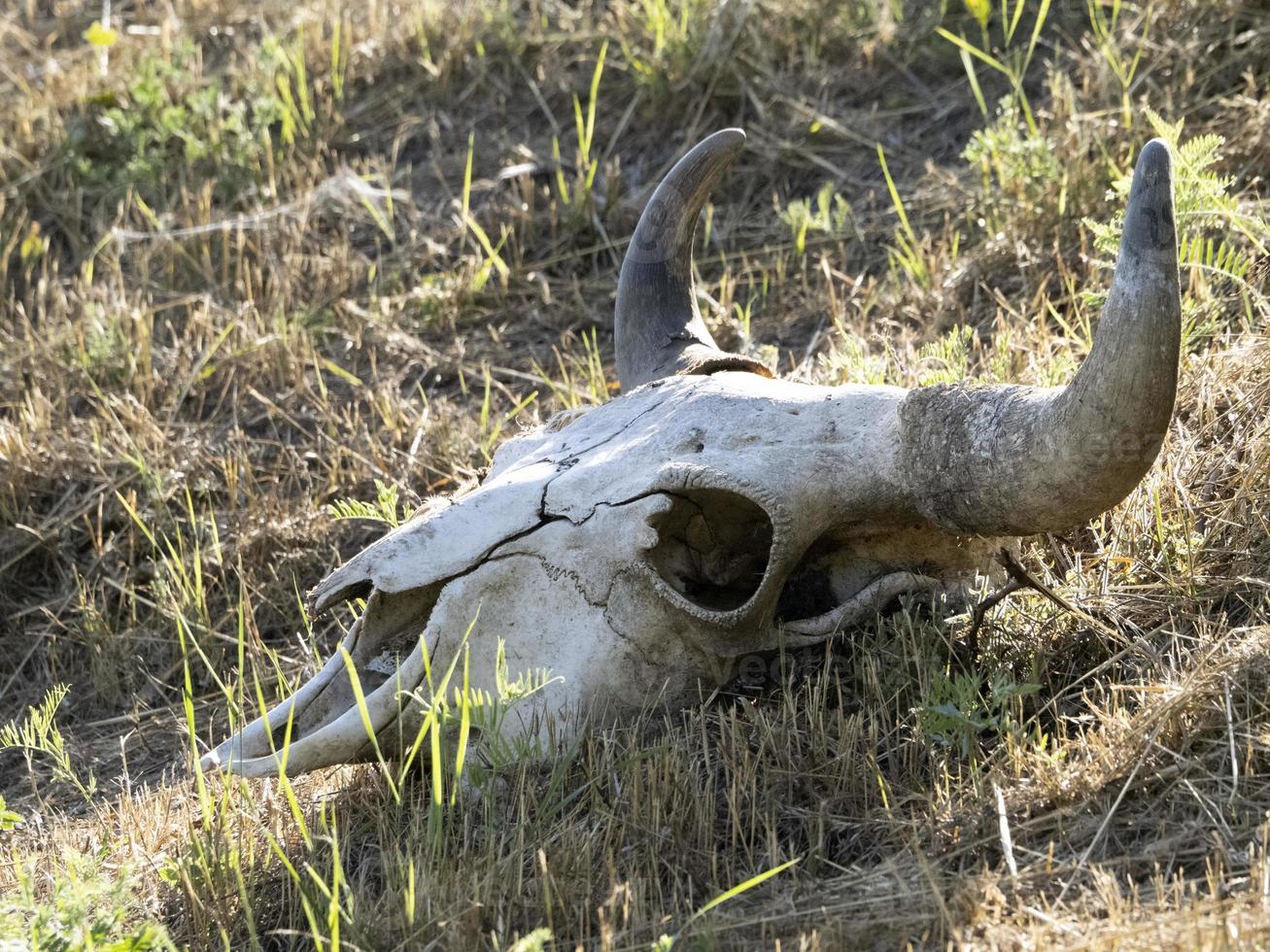 zeebaars schedel van Europese bizon foto