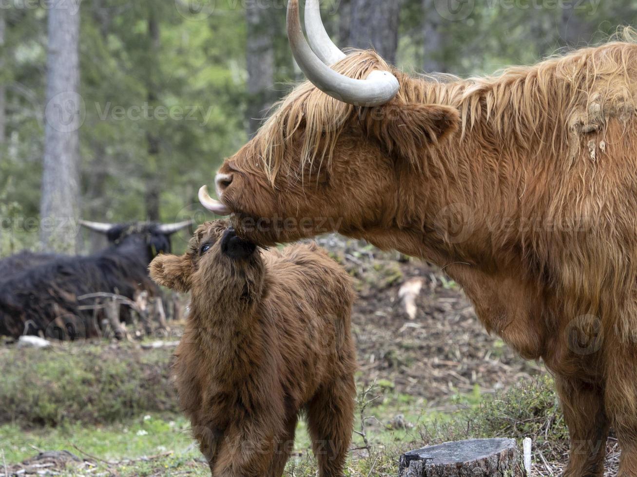 hooglander Schotland harig koe moeder en baby pasgeboren kalf foto