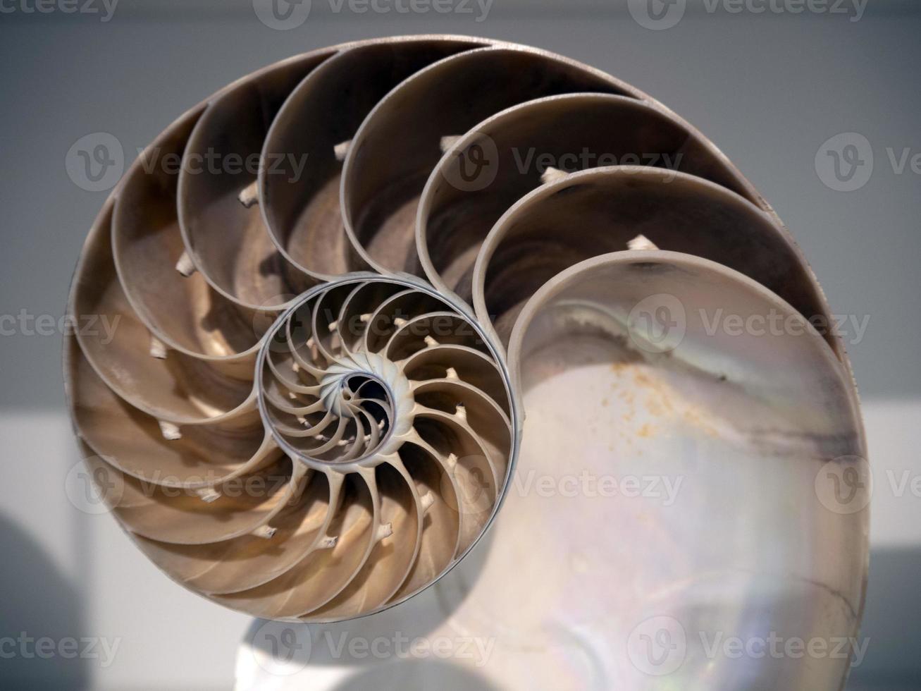 nautilus spiraal schelp gesneden Aan Scherm foto