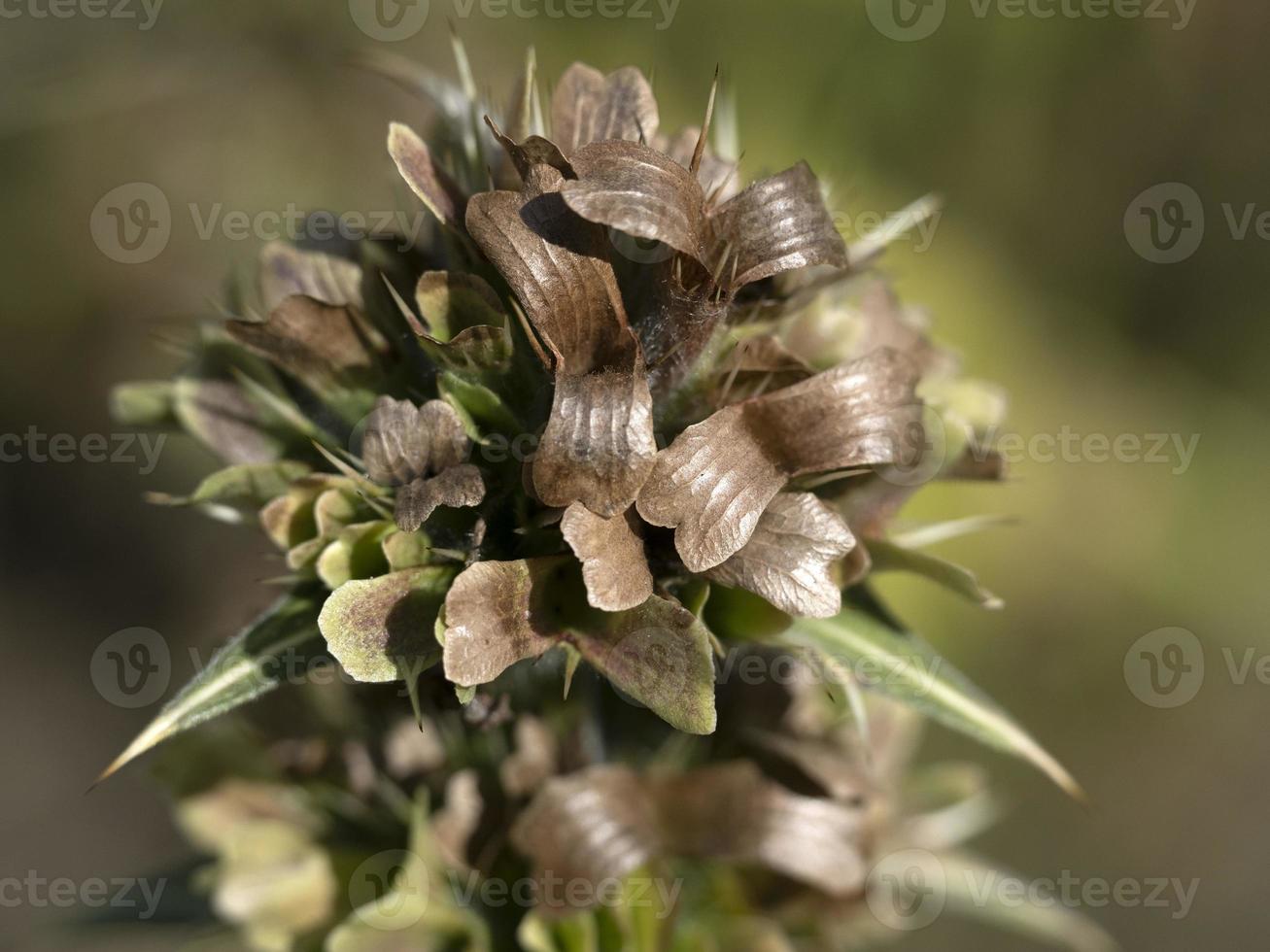 Morina longifolia kransbloem fabriek bloem dichtbij omhoog foto