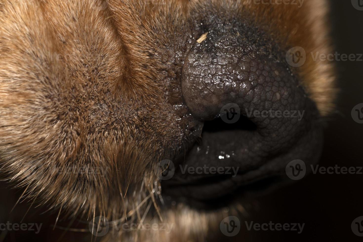 hond neus- dichtbij omhoog macro cocker spaniel foto