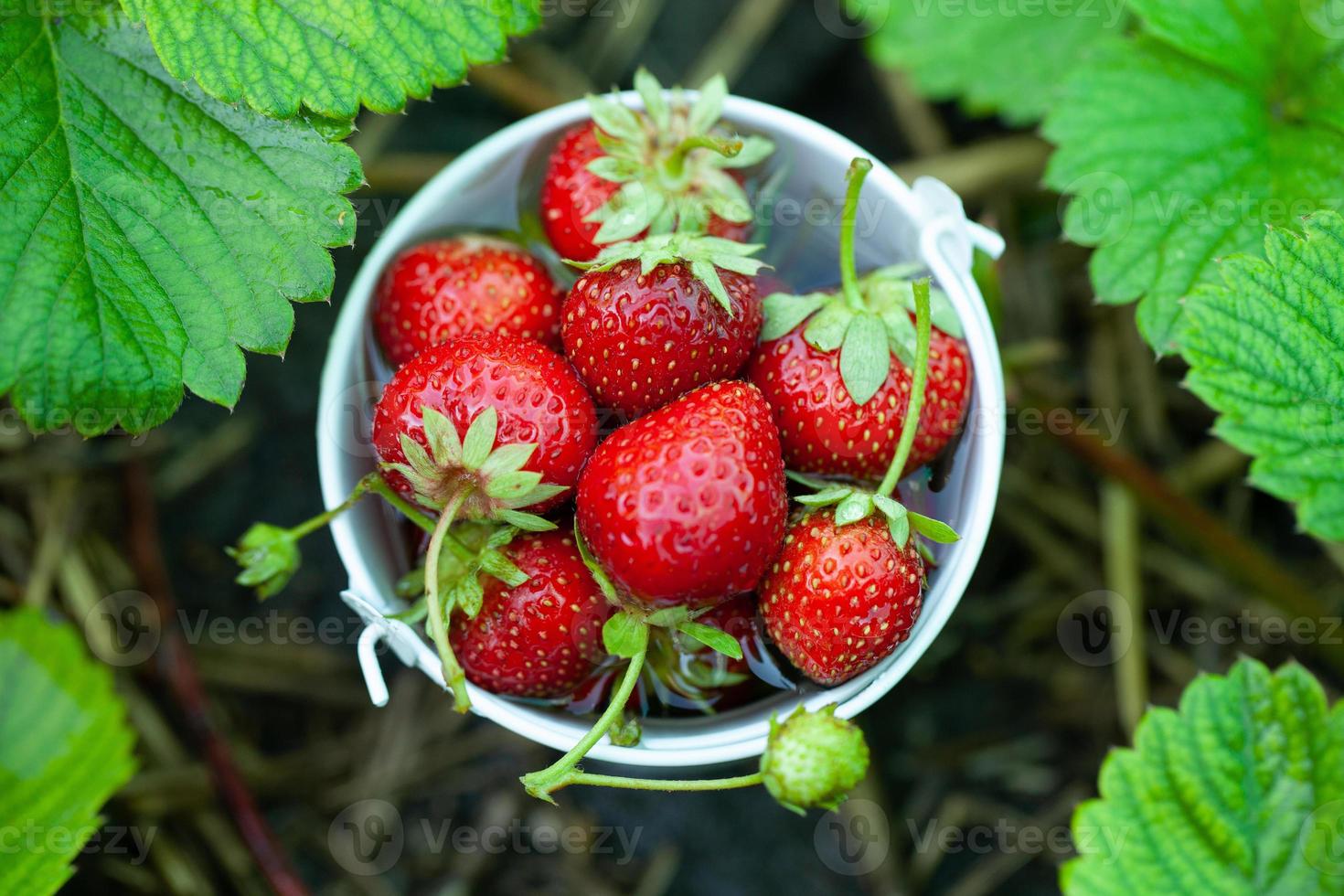 verse aardbeien in de tuin. biologisch voedsel. gezonde bessen in een kom. rode vruchten. foto