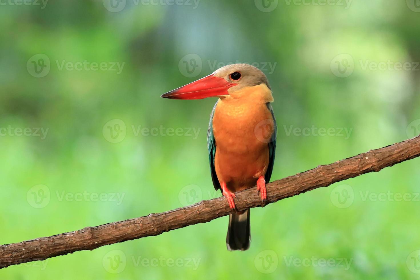 ooievaarsgefactureerde ijsvogel die op de tak in thailand neerstrijkt. foto