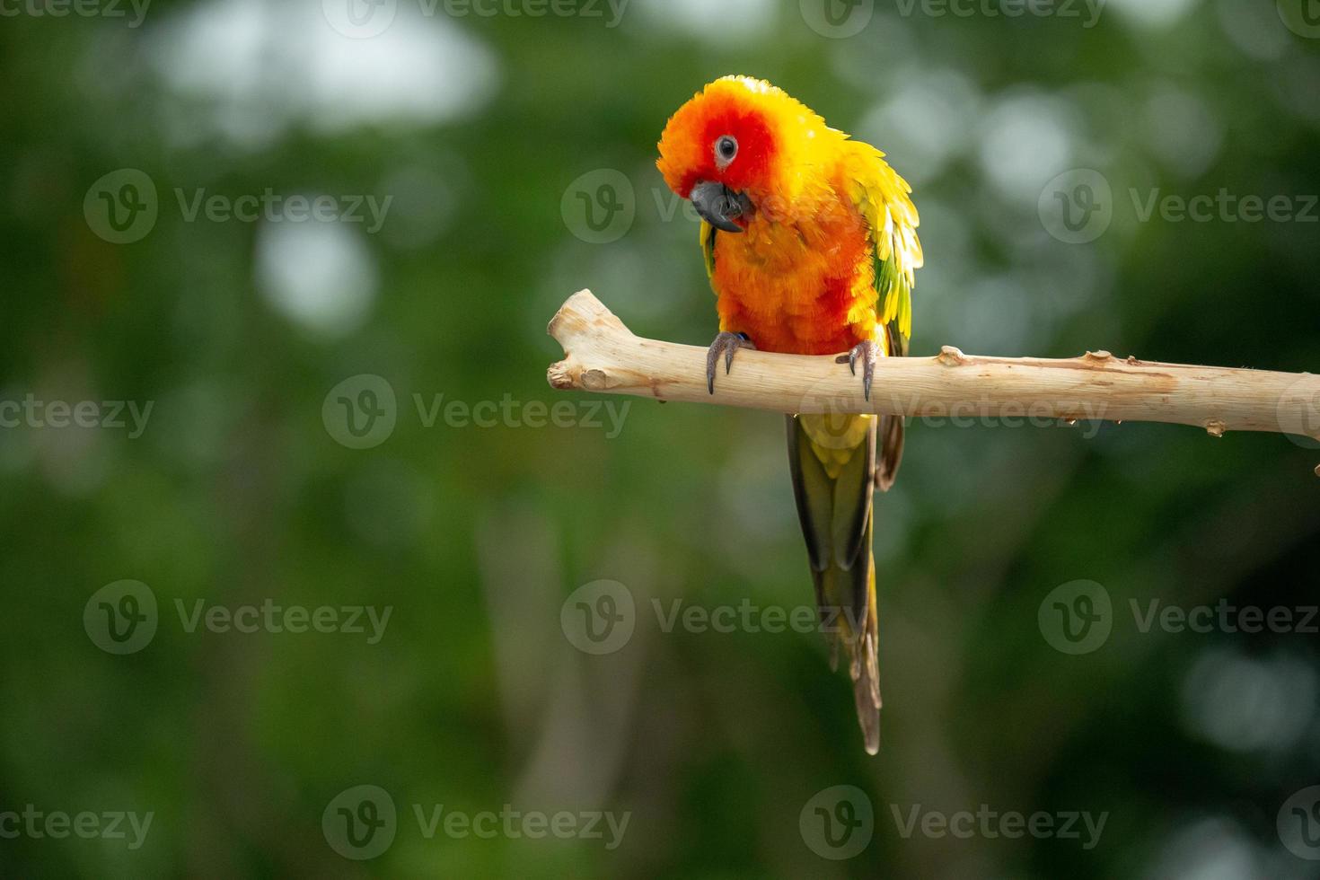 zon papegaaiachtigen papegaai zitstokken op de tak in thailand. foto