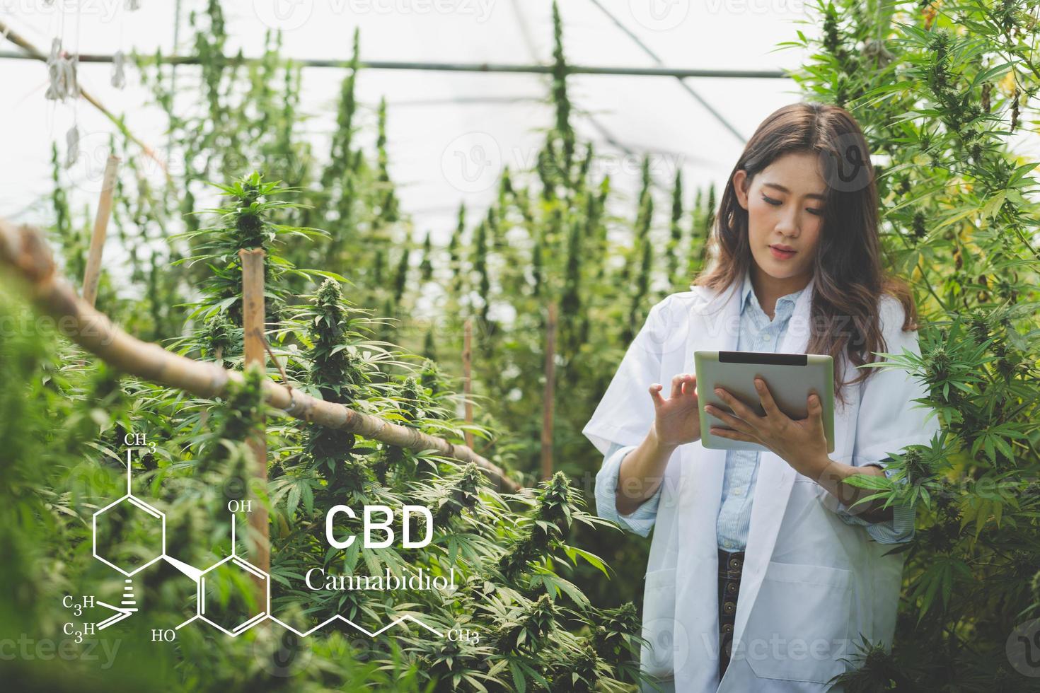 wetenschappers die cannabisplanten inspecteren en analyseren, ondertekenen resultaten met laptops in een kas. kruiden alternatieve geneeskunde concept, farmaceutische industrie, cbd olie foto