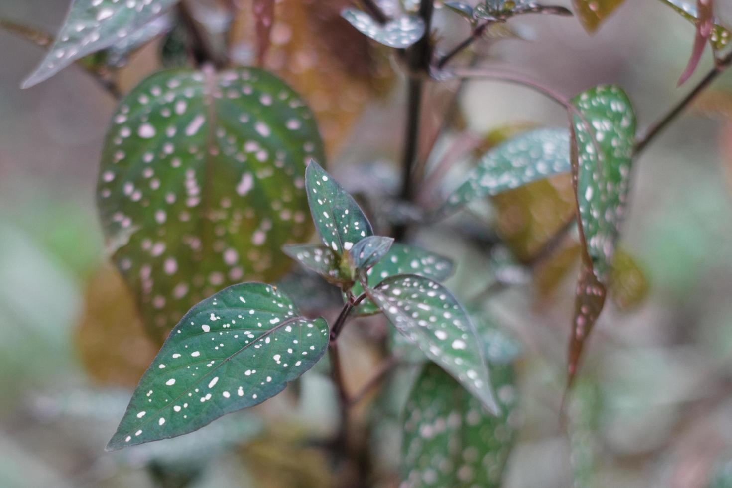 polka dot plant foto