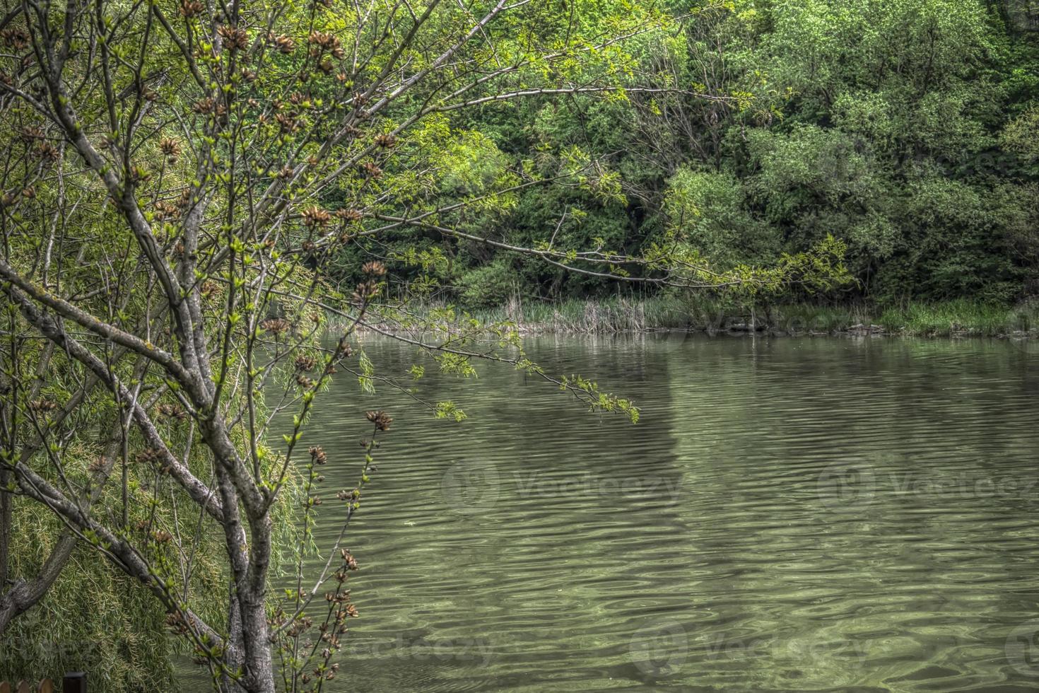 prachtige natuur aan de oevers van de westelijke Morava-rivier in Servië foto