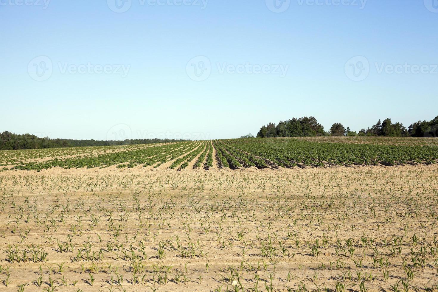 aardappelveld, lente foto