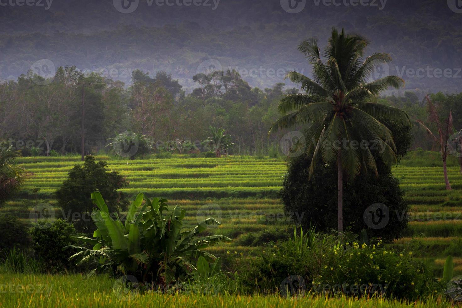 Indonesisch ochtendzicht in groene rijstvelden foto