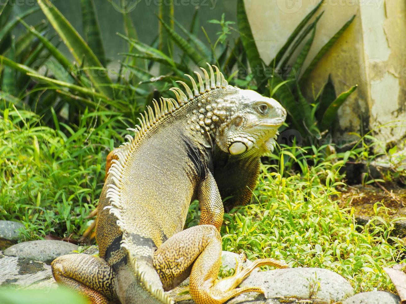 foto van leguaan een soort reptiel op een dierentuin